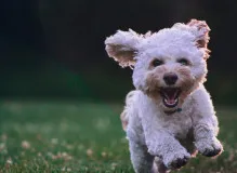 Translate 'Happy Birthday my Lovely Sister' - A Heartwarming Message!